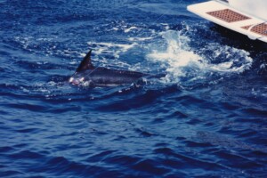 恵洋丸ファイト中